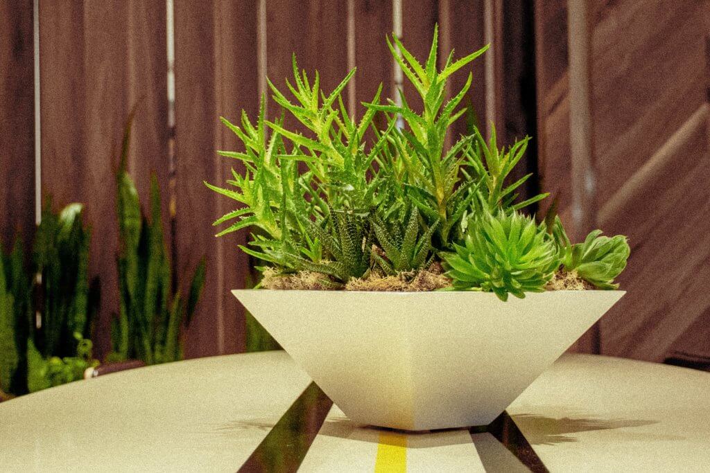 Plant inside an apartment hiding a key