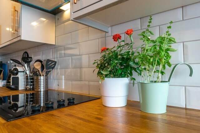 Plants To Decorate Kitchen Cabinet Tops The Home Blog