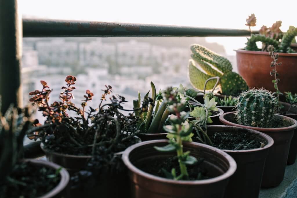 balcony garden plants