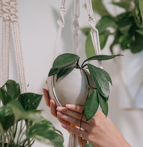 Plant hanger with dark green leaved plant