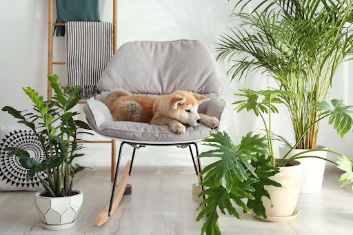 plants around a chair with a dog in it