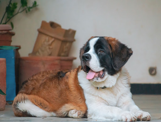 dog with his tongue hanging out